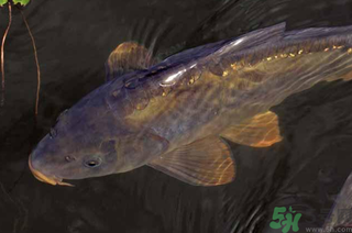 野生鯉魚(yú)怎么釣？野生鯉魚(yú)用什么釣最好？