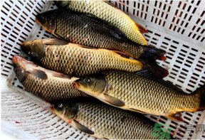 野生鯉魚(yú)怎么釣？野生鯉魚(yú)用什么釣最好？