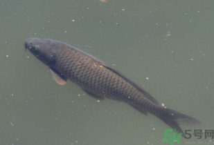 野生鯉魚(yú)怎么釣？野生鯉魚(yú)用什么釣最好？
