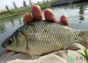 野生鯽魚(yú)多少錢(qián)一斤？野生鯽魚(yú)怎么區(qū)分？
