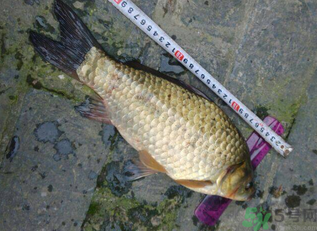 野生鯽魚(yú)多少錢(qián)一斤？野生鯽魚(yú)怎么區(qū)分？