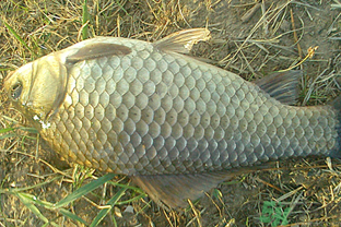 野生鯽魚(yú)多少錢(qián)一斤？野生鯽魚(yú)怎么區(qū)分？
