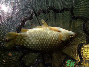 野生鯽魚(yú)怎么做好吃？野生鯽魚(yú)的做法