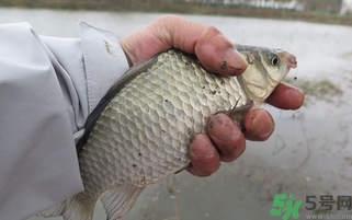 野生鯽魚(yú)怎么做好吃？野生鯽魚(yú)的做法