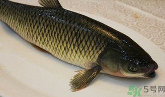 秋天怎么釣草魚？秋天草魚好釣嗎？