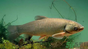 秋天怎么釣草魚？秋天草魚好釣嗎？