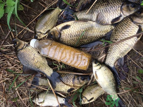 野生鯽魚(yú)怎么釣？釣野生鯽魚(yú)的技巧