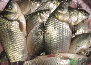 野生鯽魚(yú)怎么釣？釣野生鯽魚(yú)的技巧