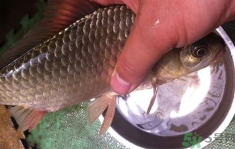 野生鯽魚(yú)怎么釣？釣野生鯽魚(yú)的技巧