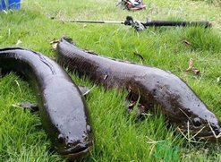 10月份還能釣黑魚嗎？幾月份釣黑魚最好？