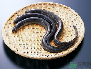 十月份可以釣黃鱔嗎？黃鱔可以釣到幾月份？