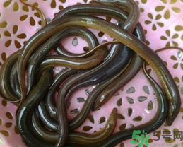 活黃鱔如何保存？活鱔魚怎么保存？