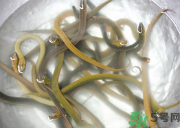 活黃鱔如何保存？活鱔魚怎么保存？