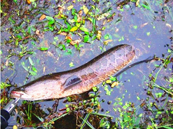 十月份黑魚好釣嗎？十月份怎么釣黑魚？