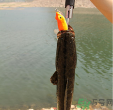 十月份黑魚好釣嗎？十月份怎么釣黑魚？