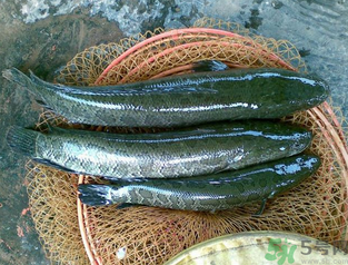 秋天可以釣黑魚嗎？秋天黑魚在什么地方？