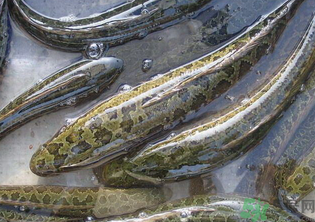 秋天可以釣黑魚嗎？秋天黑魚在什么地方？