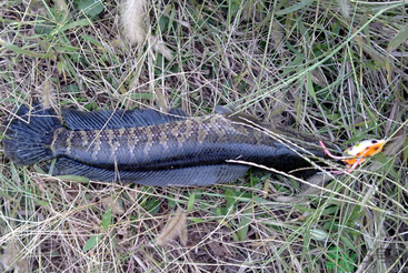 秋天怎么釣黑魚？秋天釣黑魚技巧