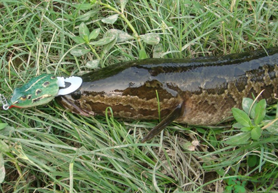 秋天怎么釣黑魚？秋天釣黑魚技巧