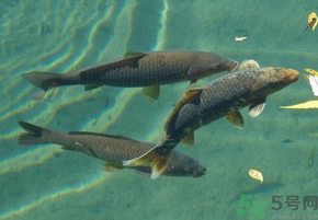 十月份釣青魚好釣嗎？釣青魚什么時(shí)間最好？