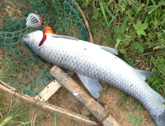 十月份釣青魚好釣嗎？釣青魚什么時(shí)間最好？