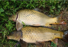水庫釣魚用什么餌料？水庫釣魚用什么商品餌？