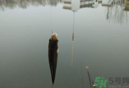 陰天怎么釣魚？陰天釣魚技巧