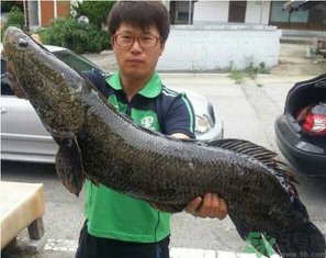 秋季釣黑魚用什么魚餌？秋天釣黑魚用什么餌？