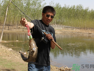 秋季釣黑魚用什么魚餌？秋天釣黑魚用什么餌？