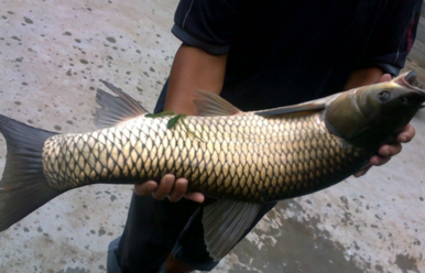 野生草魚多少錢一斤？野生草魚價(jià)格