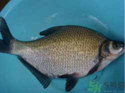 鳊魚多少錢一斤？野生鳊魚多少錢一斤？