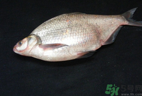鳊魚多少錢一斤？野生鳊魚多少錢一斤？