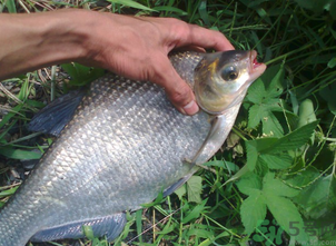 鳊魚多少錢一斤？野生鳊魚多少錢一斤？
