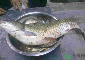 秋天夜釣草魚怎么釣？秋天夜釣草魚技巧
