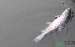 秋天夜釣草魚怎么釣？秋天夜釣草魚技巧