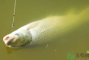 秋天夜釣草魚怎么釣？秋天夜釣草魚技巧