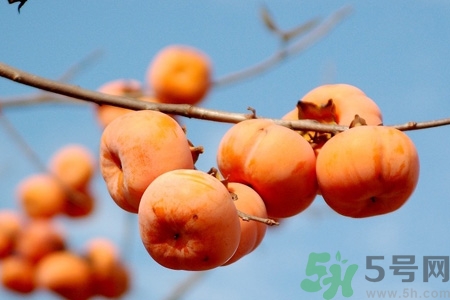 柿子為什么懶了就不澀口？懶柿子的功效與作用