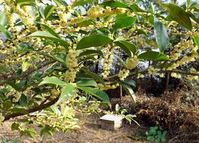 新鮮桂花怎么處理？新鮮桂花怎么保存？