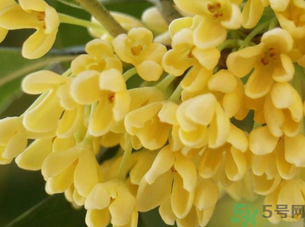 新鮮桂花怎么處理？新鮮桂花怎么保存？