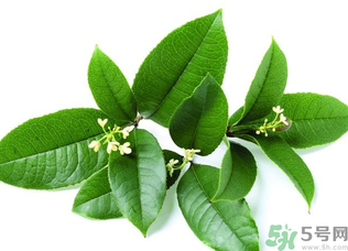 新鮮桂花怎么處理？新鮮桂花怎么保存？