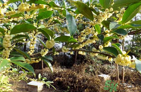 新鮮桂花能吃嗎？新鮮桂花怎么吃？