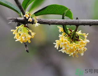 新鮮桂花可以做什么好吃的？新鮮桂花的做法大全