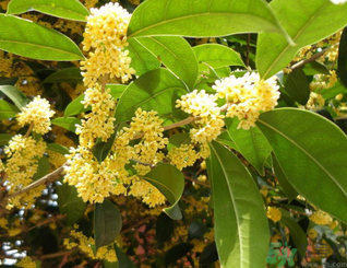 新鮮桂花可以做什么好吃的？新鮮桂花的做法大全