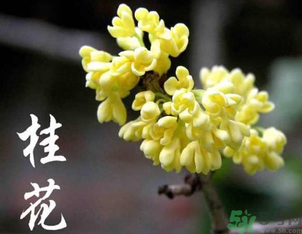 剛摘的桂花怎么處理？桂花摘下來怎么處理？
