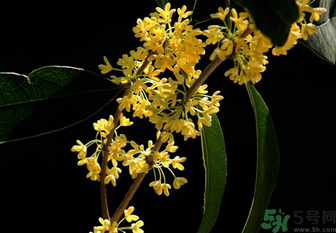 剛摘的桂花怎么處理？桂花摘下來怎么處理？