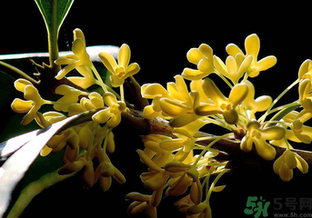 剛摘的桂花怎么處理？桂花摘下來怎么處理？