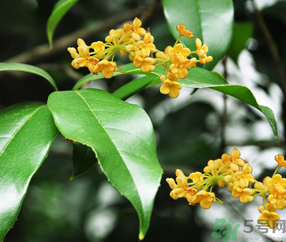 剛摘的桂花怎么清洗？新鮮桂花怎么清洗？