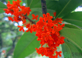 剛摘的桂花怎么清洗？新鮮桂花怎么清洗？