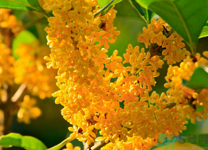 剛摘的桂花怎么清洗？新鮮桂花怎么清洗？