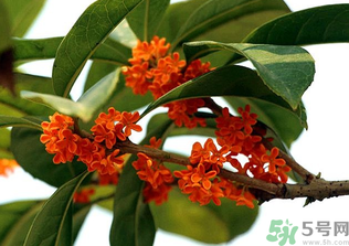 桂花怎么保存？桂花怎么保存香味？